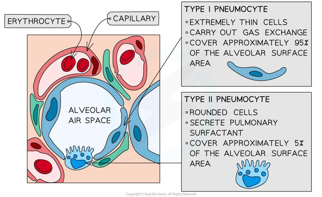 Type-I-and-Type-II-Pneumocytes