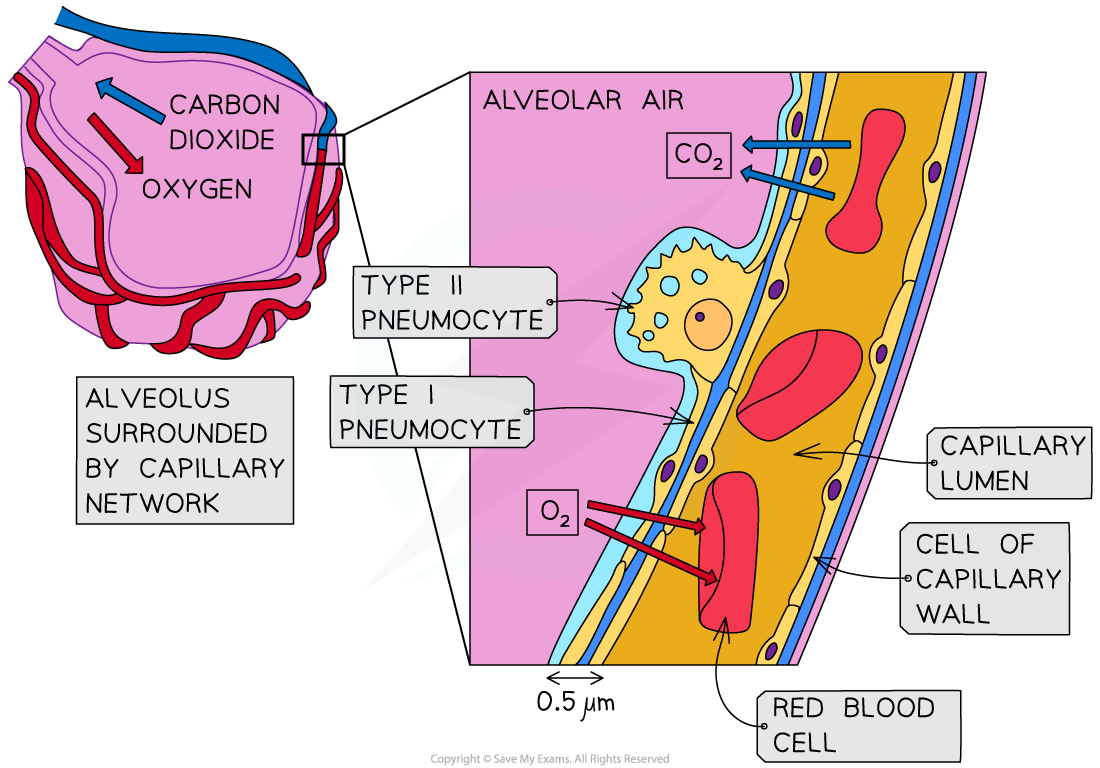 Type-I-pneumocytes-and-diffusion-distance