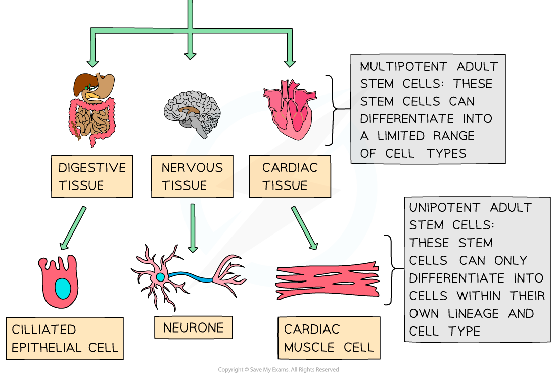 Types-of-Stem-Cell-3