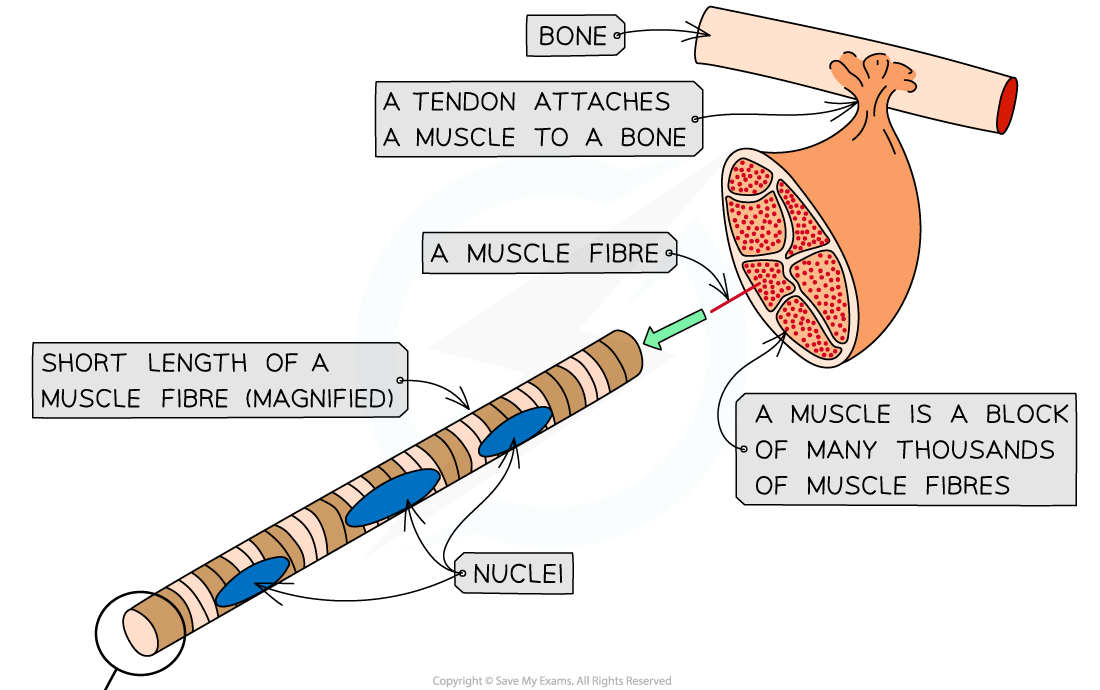 Ultrastructure-of-striated-muscle-1_1