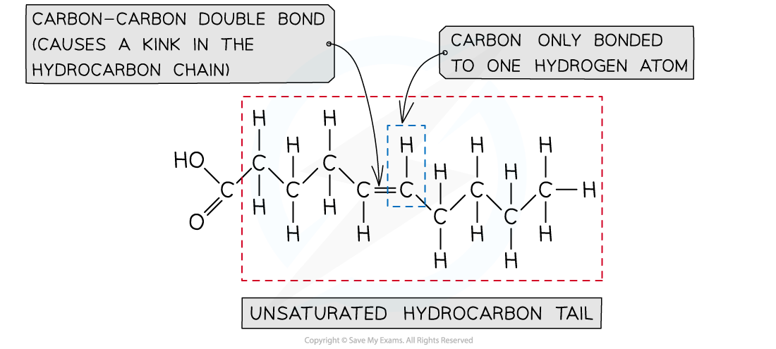 Unsaturated-fatty-acid-example