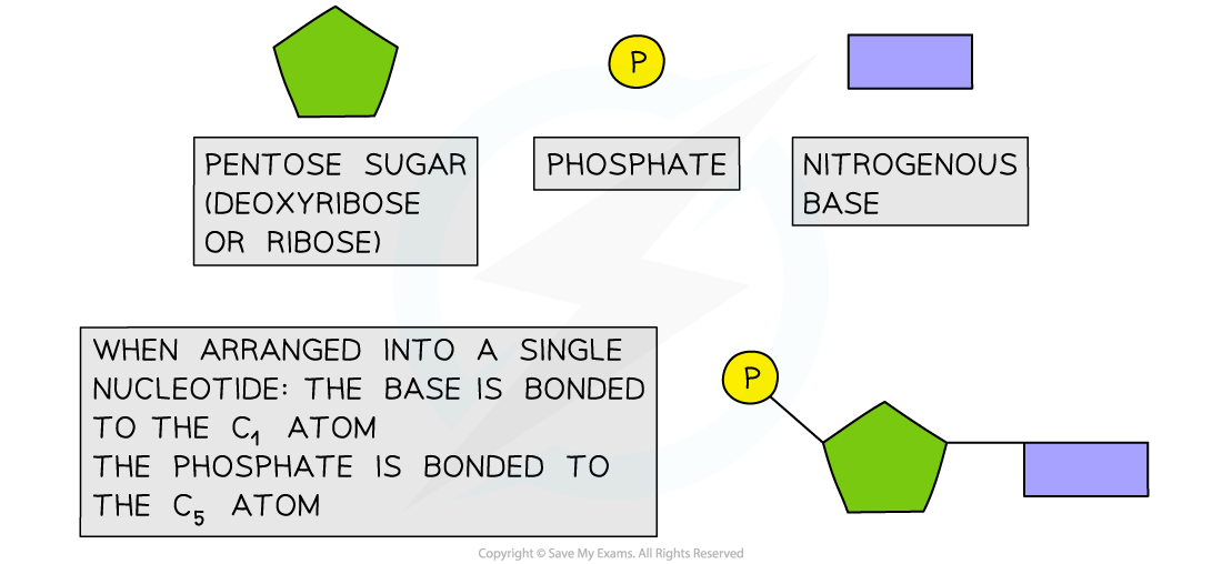 Using-Shapes-to-Represent-Nucleotides