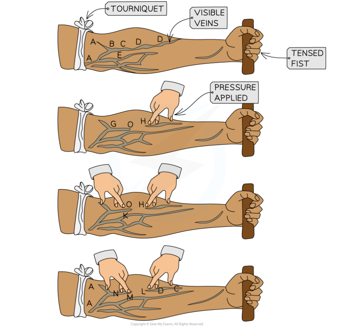 William-Harveys-blood-flow-experiment