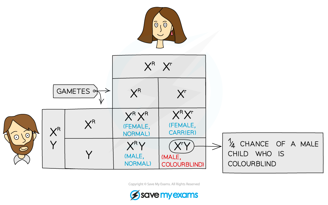 X-linked-genetic-cross