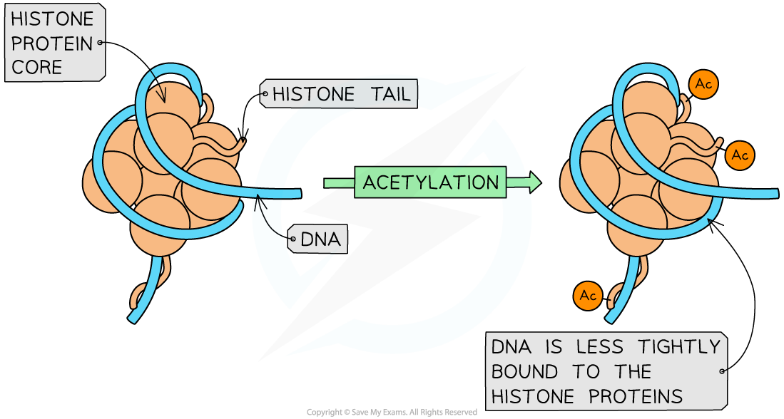 acetylation-of-the-nucleosome