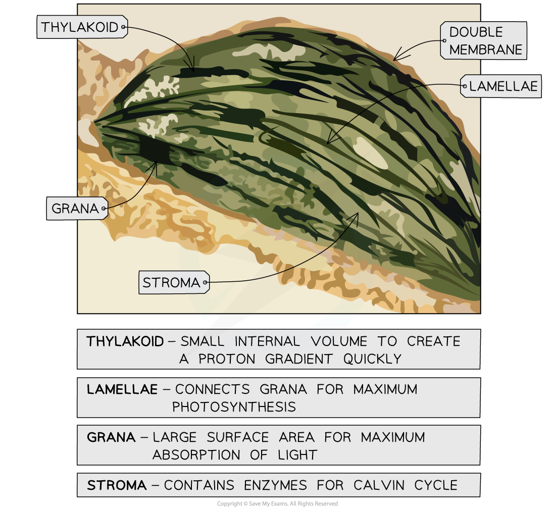 adaptations-of-chloroplast