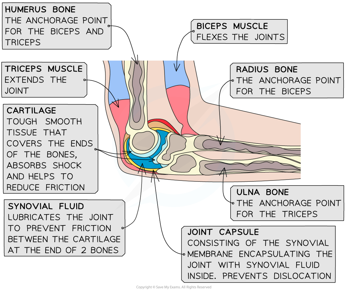 annotating-the-elbow-joint
