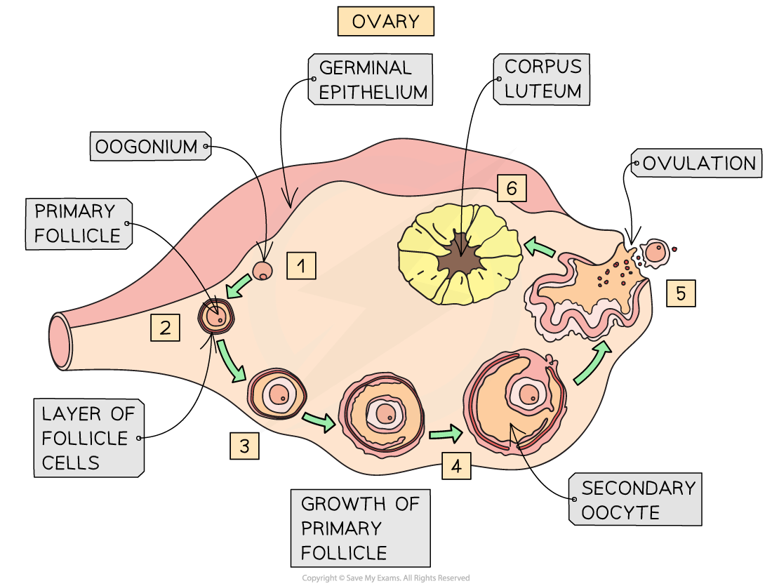 annotating-the-ovary