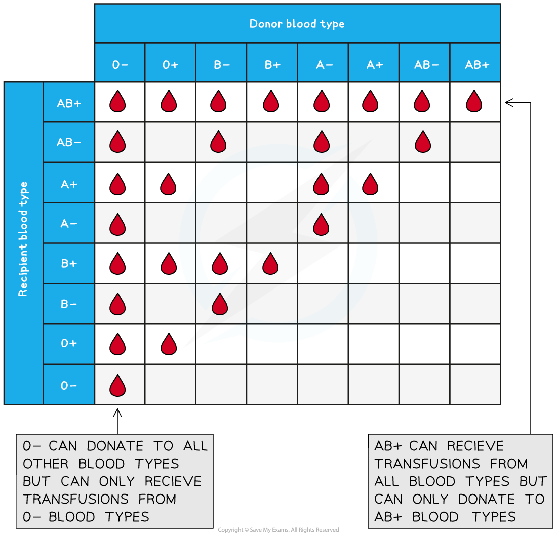 blood-type-compatibility-for-transfusions