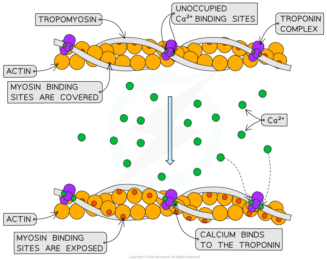 calcium-binds-to-troponin