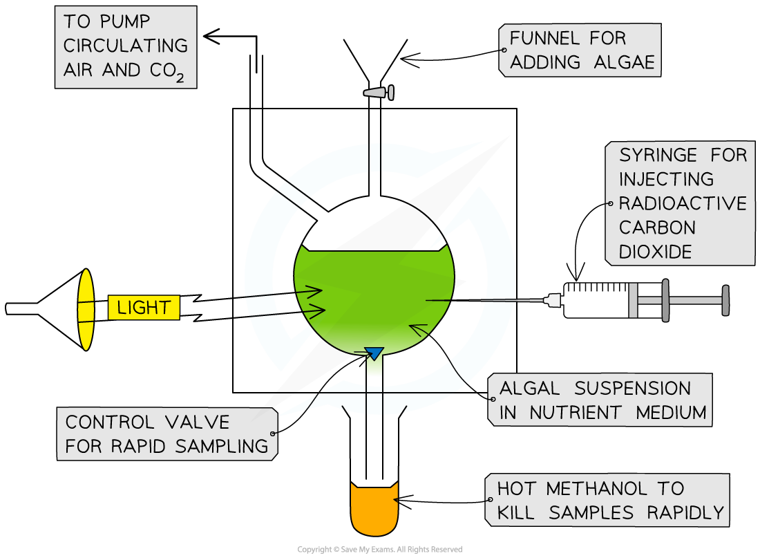 calvin-experiments-for-photosynthesis