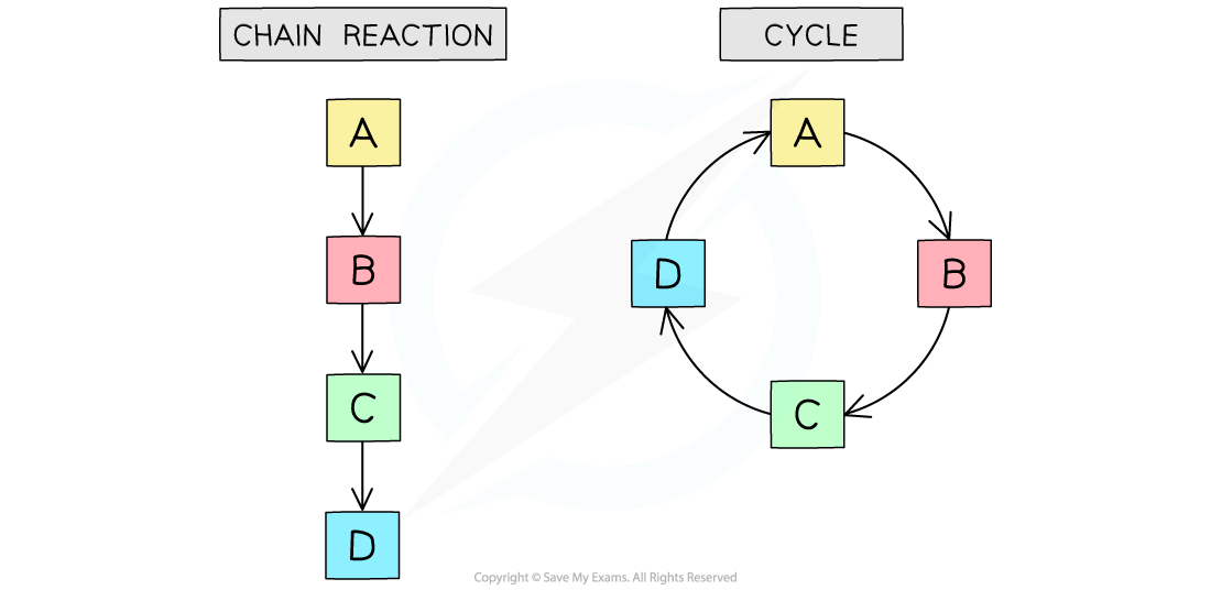 chains-and-cycles-metabolic-pathways