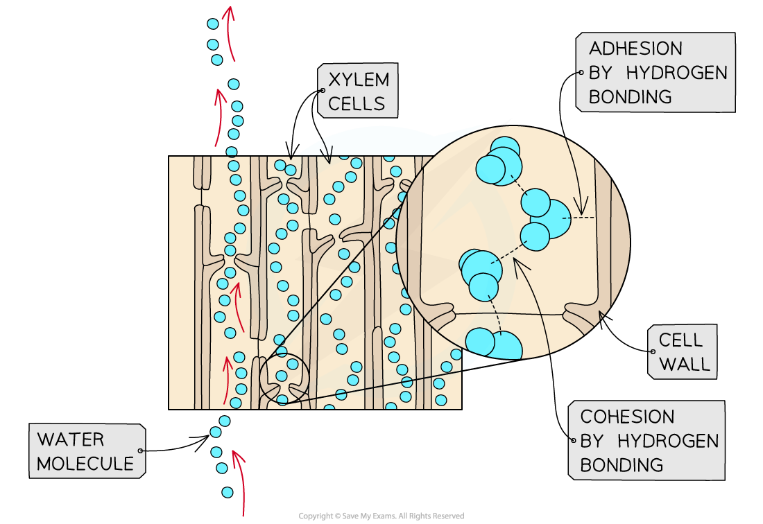 ib-dp-biology-hl-9-1-2-the-transpiration-stream