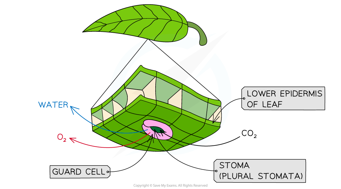 consequences-of-gas-exchange