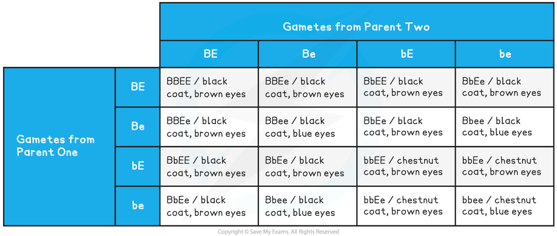 dihybrid-cross-punnett-square-table-unlinked-genes-ib-