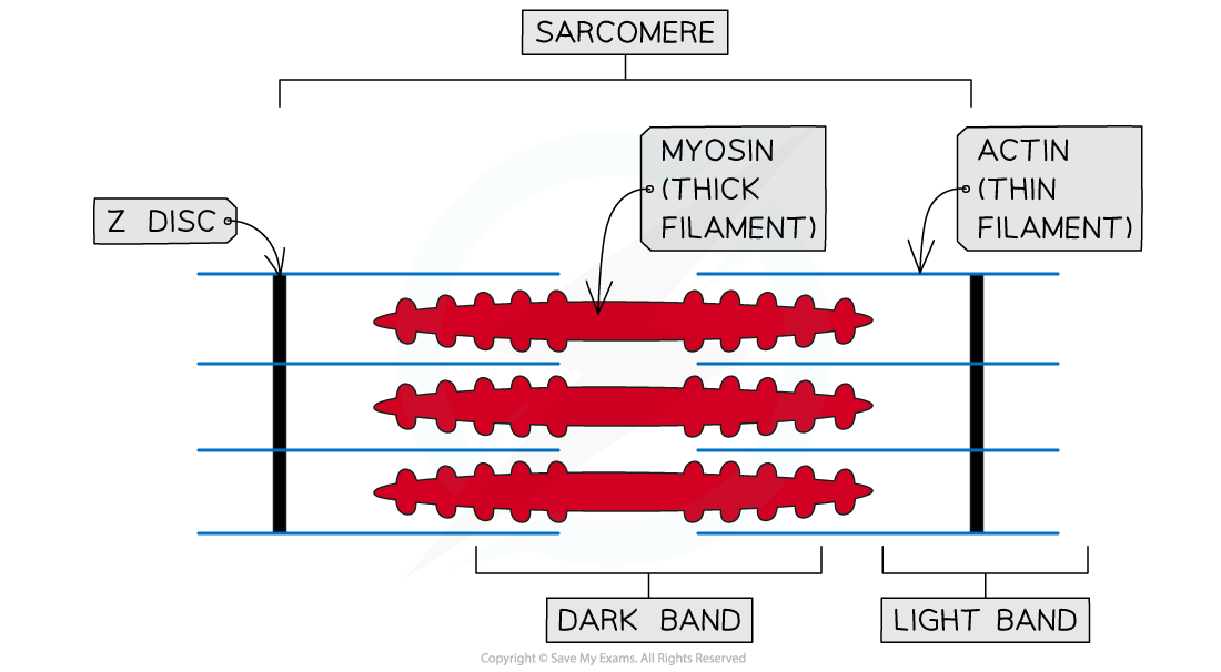 drawing-and-labeling-a-sarcomere