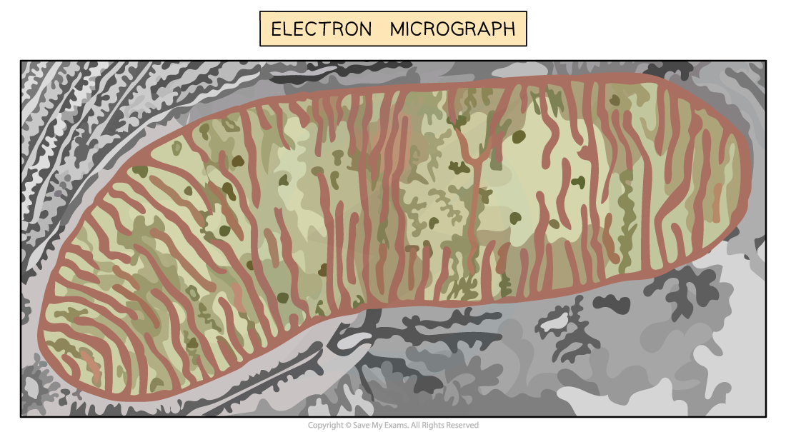 electron-micrograph-and-drawing-of-mitochondrion-1