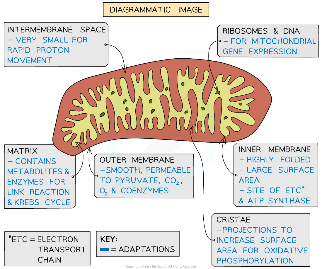 electron-micrograph-and-drawing-of-mitochondrion-2