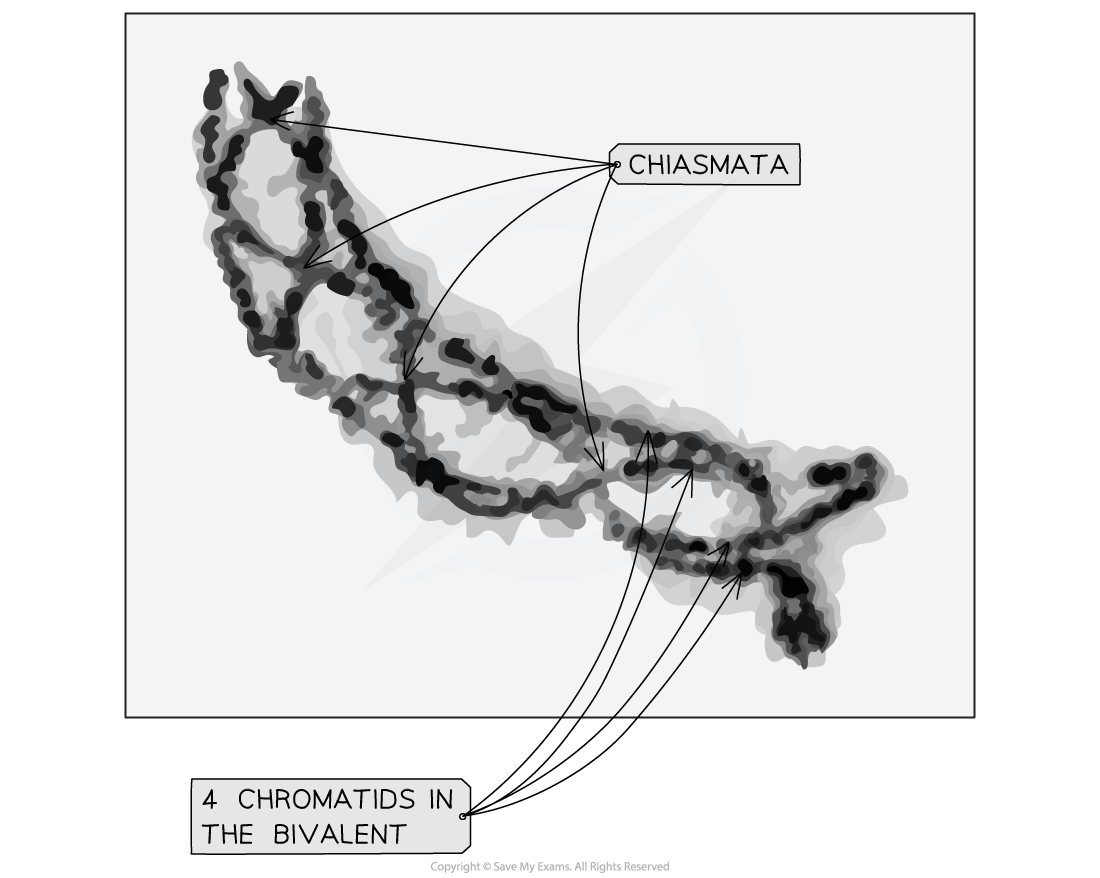 electron-micrograph-of-a-bivalent