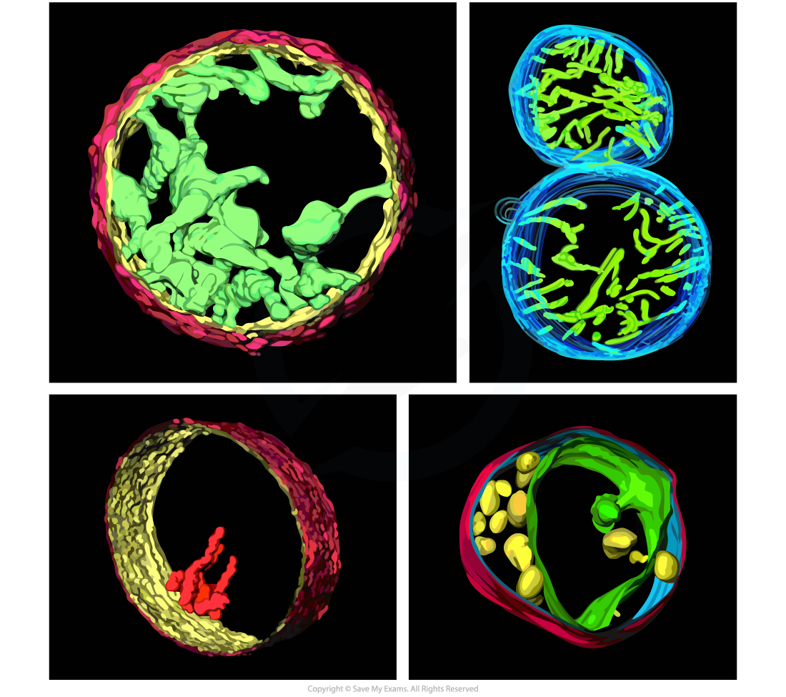 electron-tomography-cristae