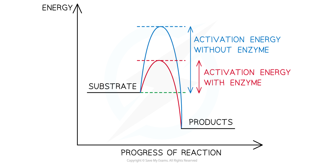 IB DP Biology HL复习笔记8.1.1 Metabolic Pathways翰林国际教育