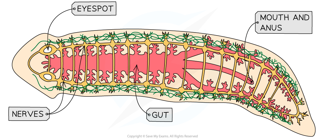 flatworm