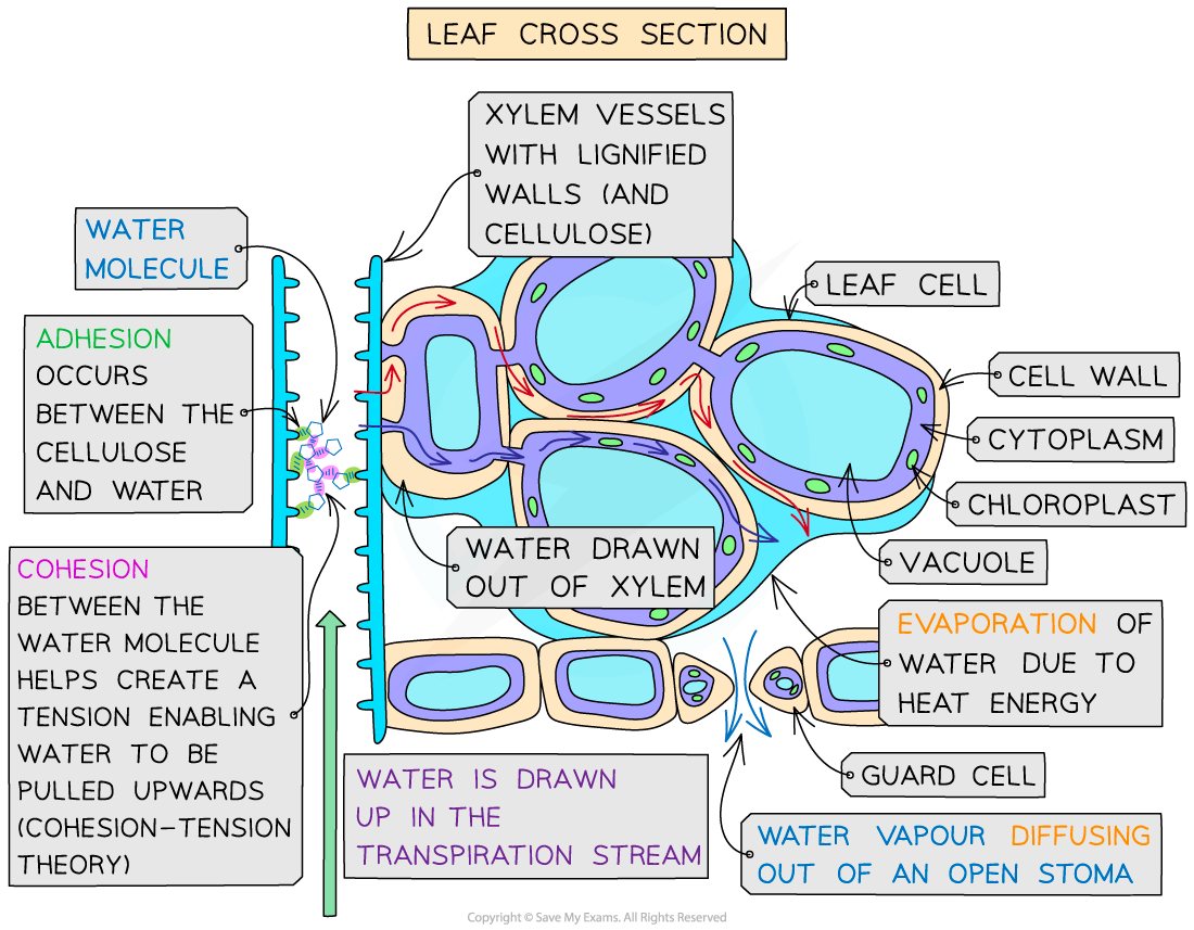 generating-the-transpiration-stream