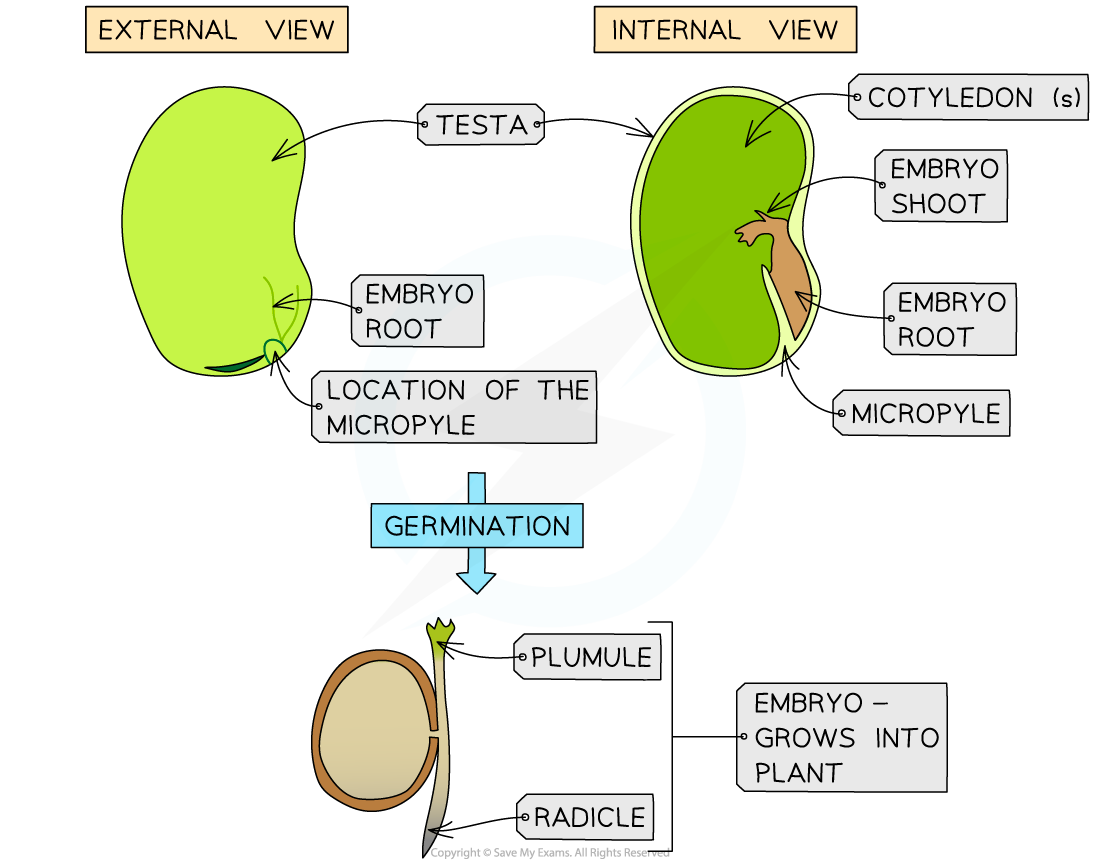 germinating-seed-structures