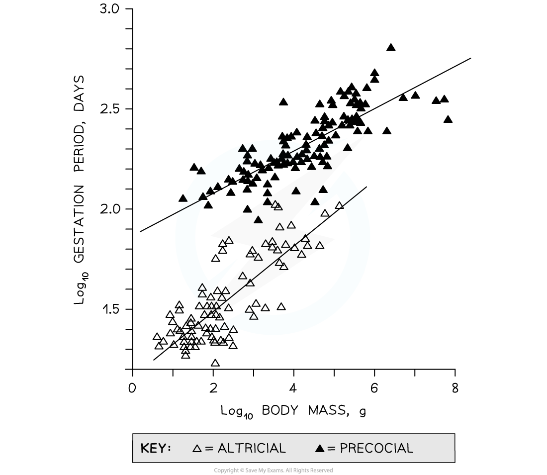 gestation-period-vs-body-mass-graph