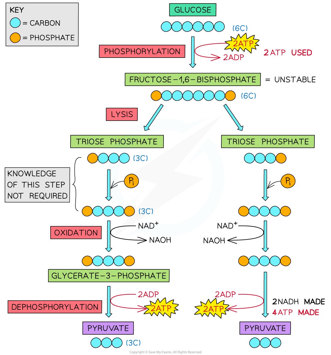 IB DP Biology HL复习笔记8.2.3 Glycolysis翰林国际教育