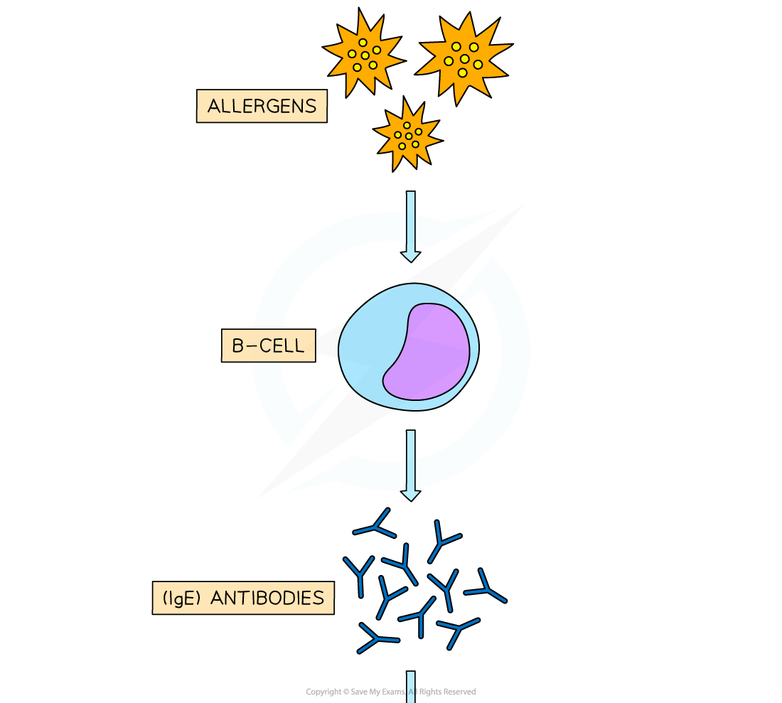 histamine-production-1