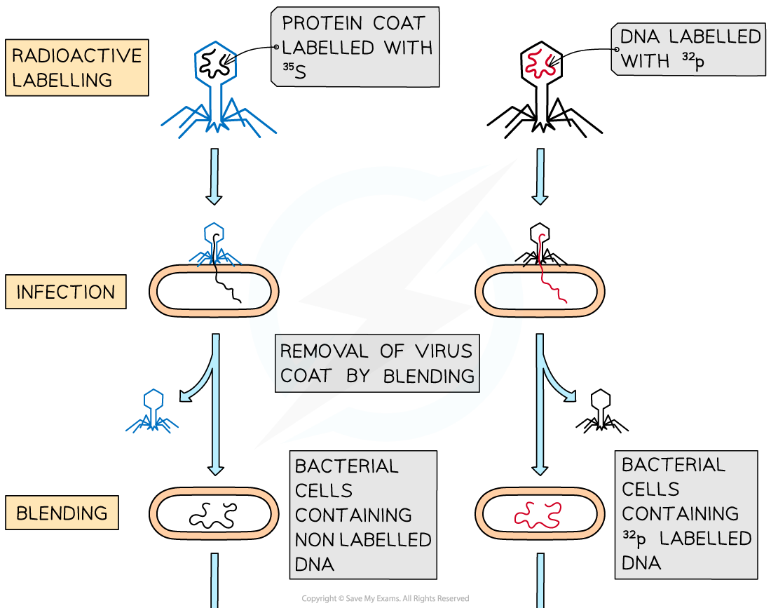 ib-hershey--chase-experiment-png-1