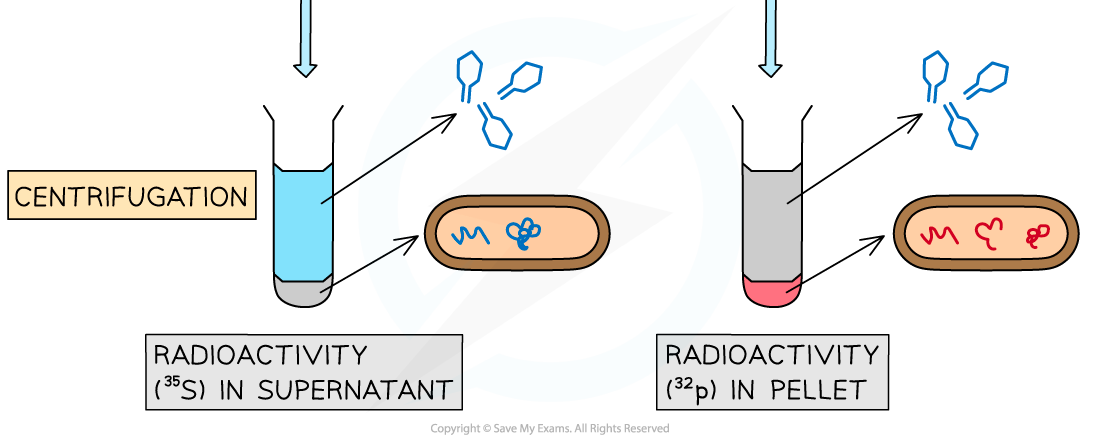 ib-hershey--chase-experiment-png-2