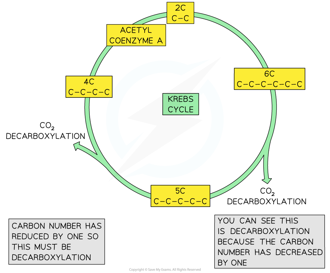 identifying-decarboxylation-in-diagrams