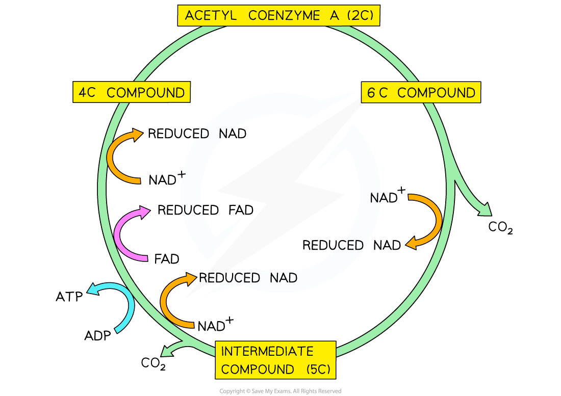 krebs-cycle-ib-specific-1