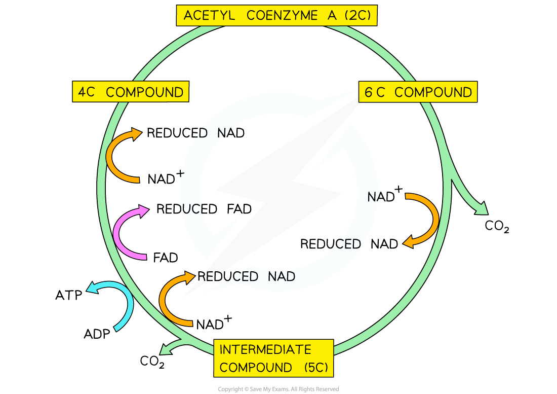 IB DP Biology HL 8 2 4 The Link Reaction The Krebs Cycle 