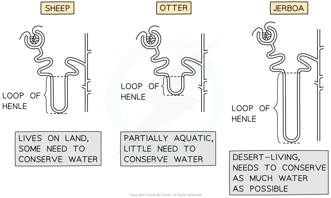 _loop-of-henle-length