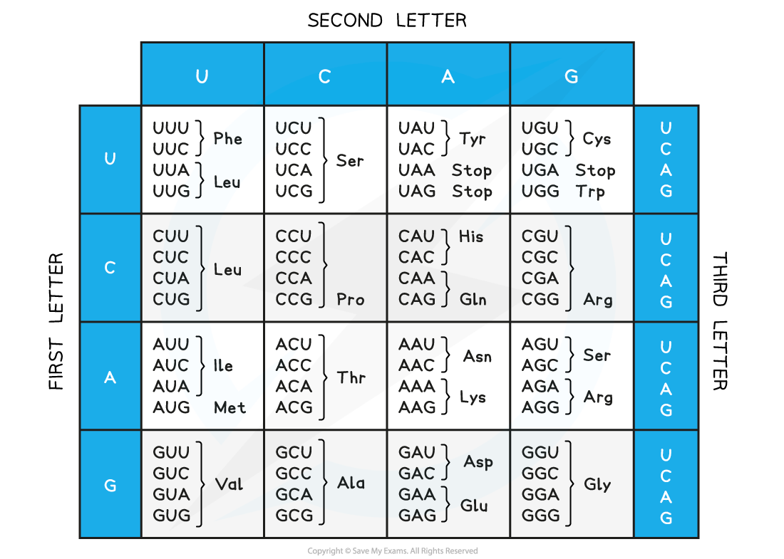 mRNA-Codons-and-Amino-Acids-Table