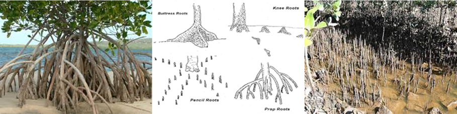 mangrove-roots-system