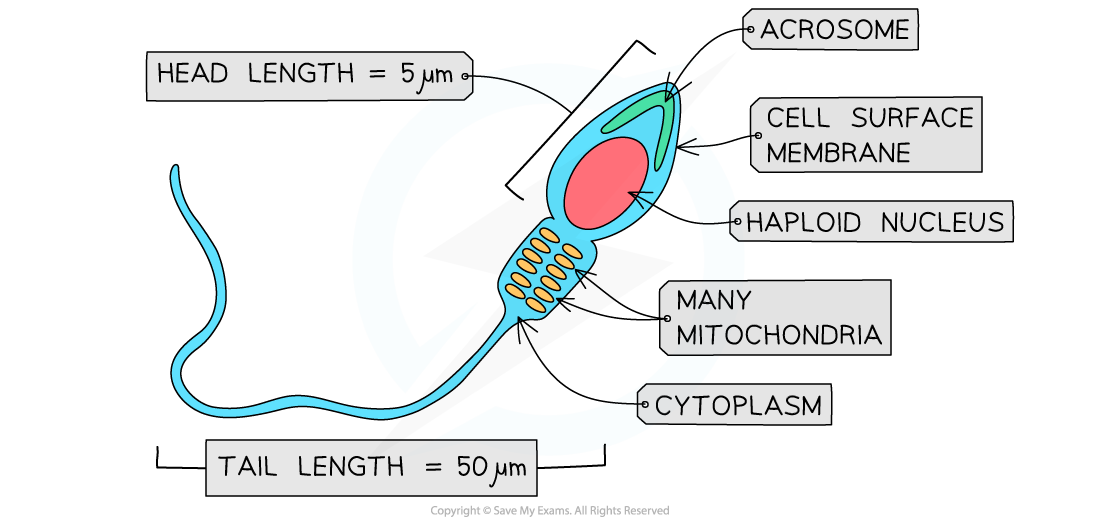 mature-sperm-cell