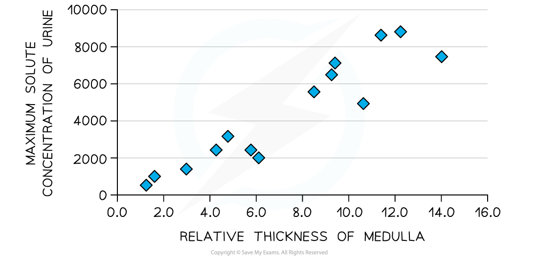 medulla-thickness