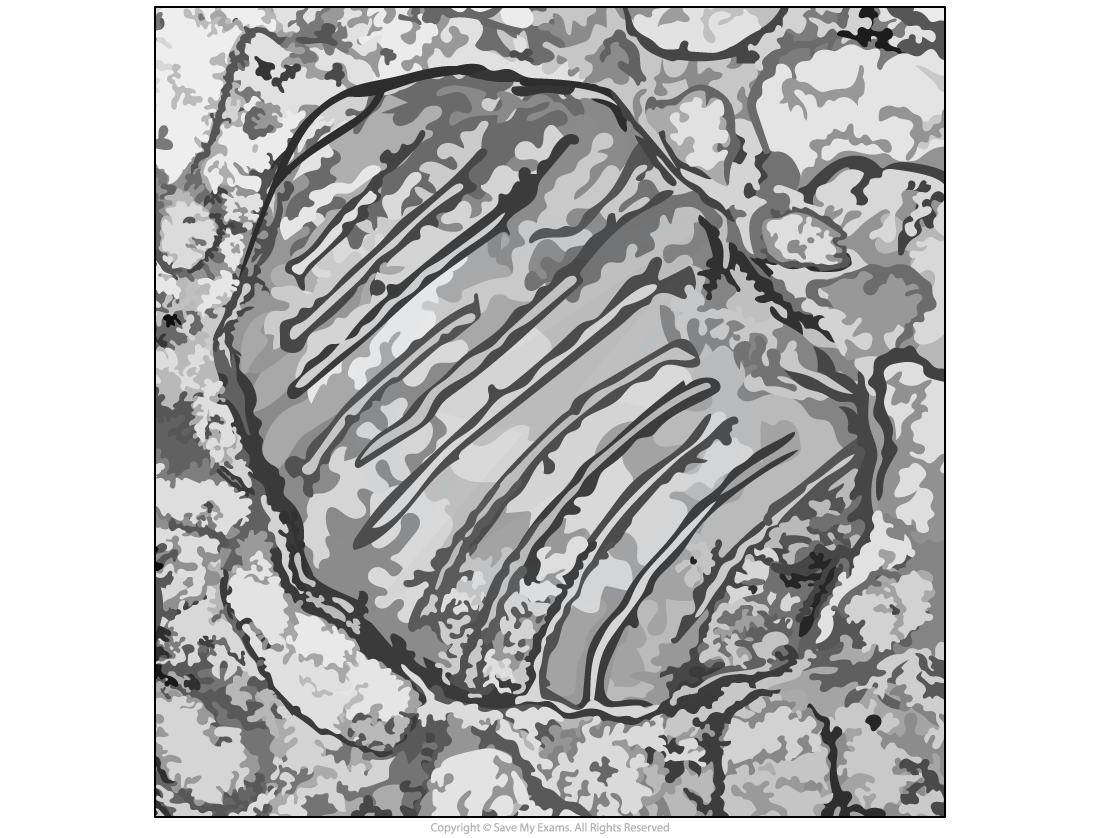 mitochondria-micrograph-to-label