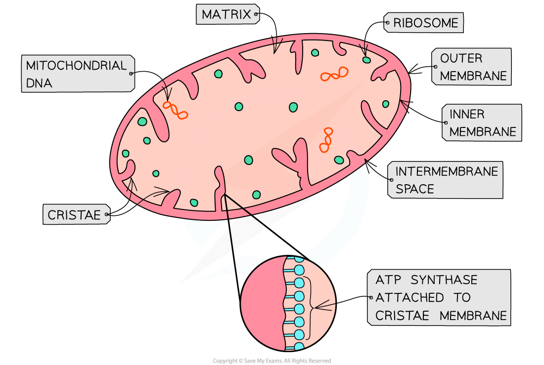 mitochondria-structure-ib