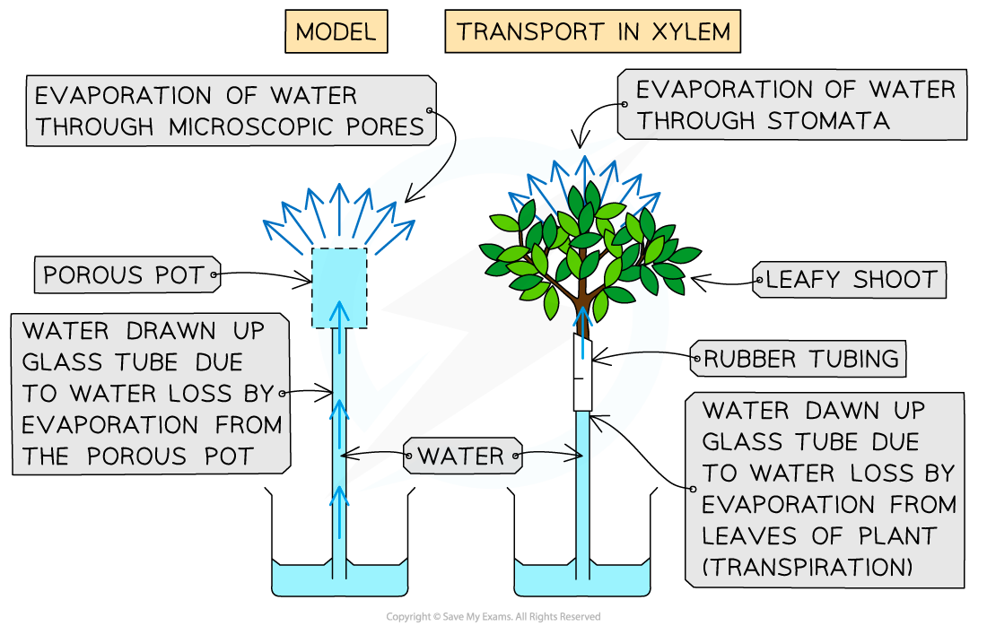 modelling-water-transport-porous-pots