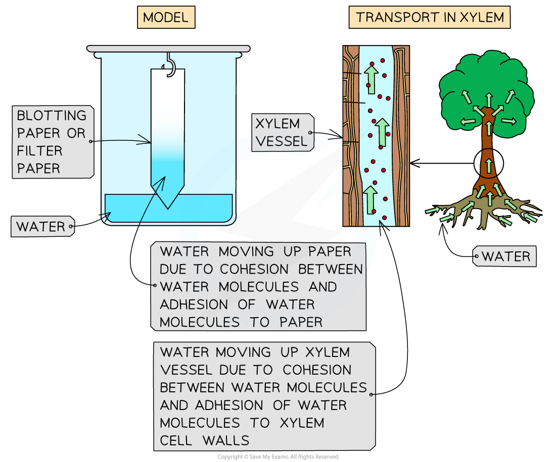 modelling-water-transport-using-blotting-paper