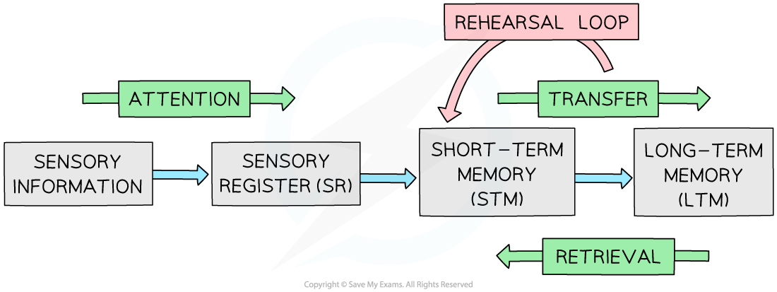 multi store memory model essay