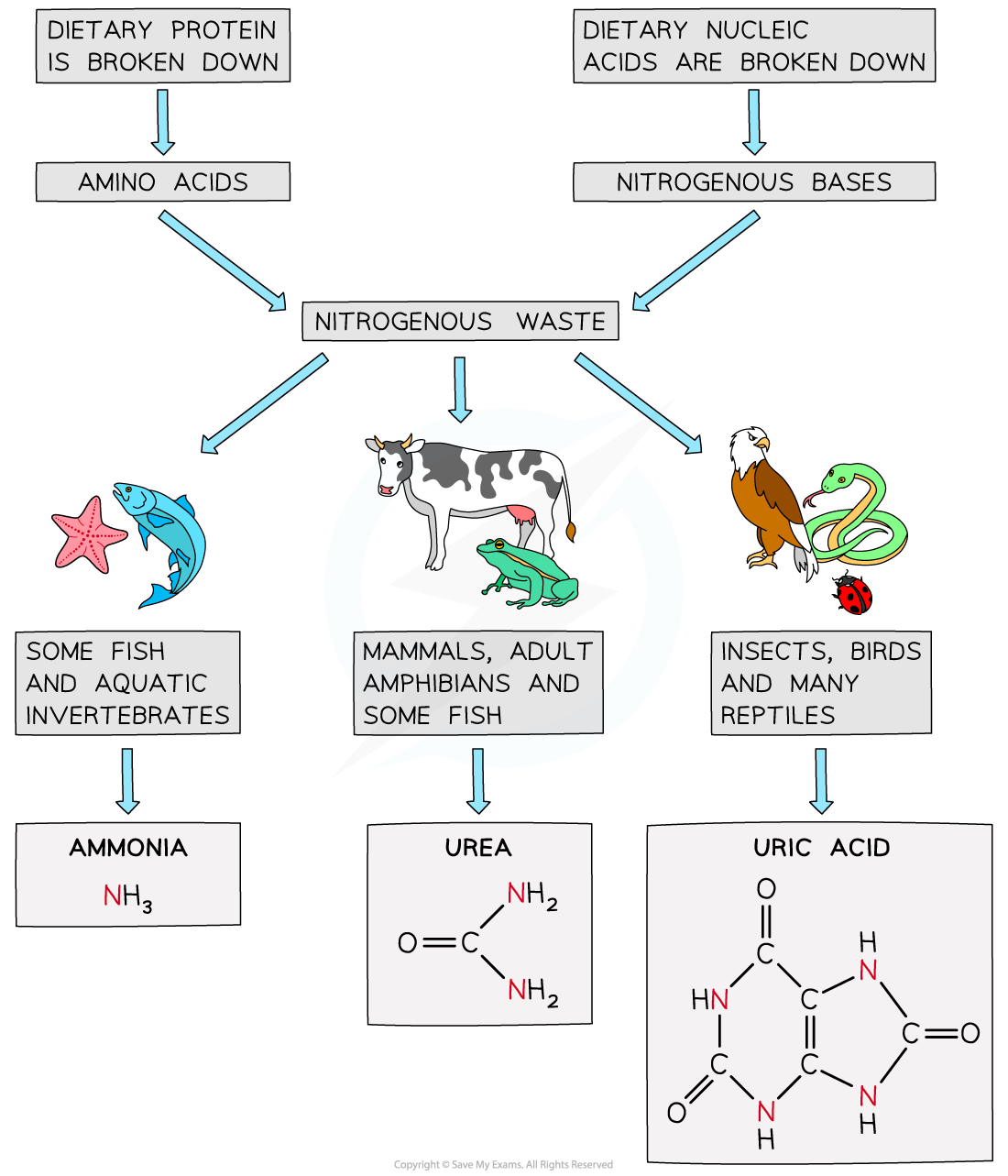 IB DP Biology HL 11 3 5 Types Of Nitrogenous Waste 