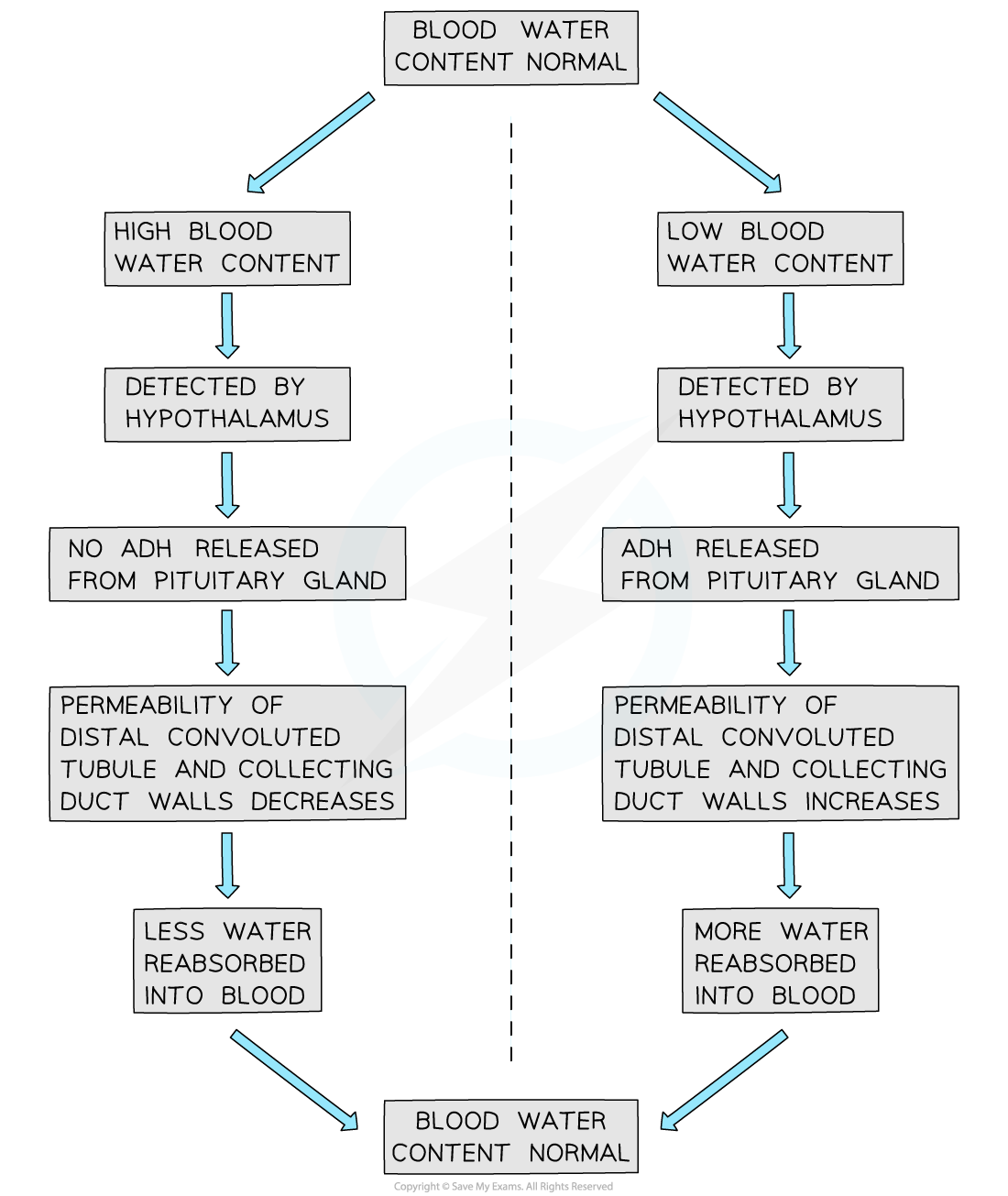 osmoregulation