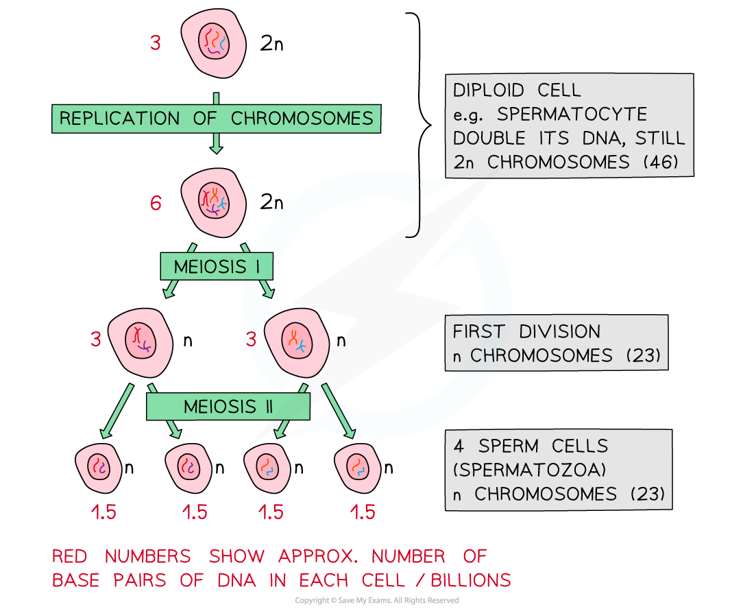 overview-of-meiosis-