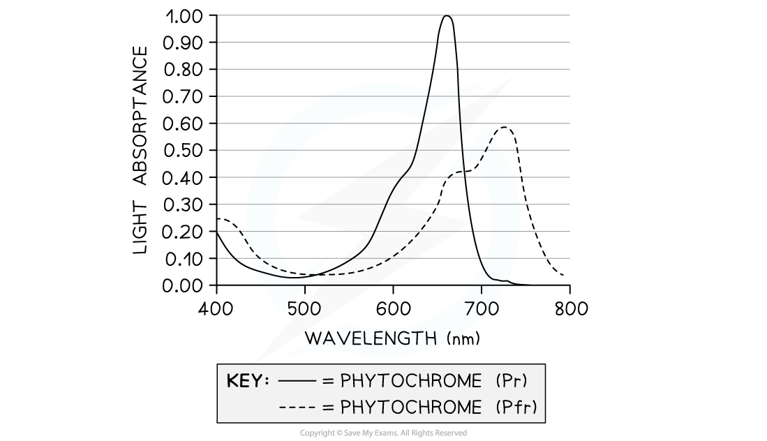 phytochrome-absorption-spectrum